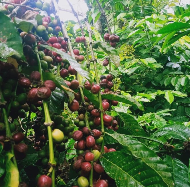 
					Pohon kopi di salah kebun kopi di Kabupaten Kepahiang. (Foto: Andes)