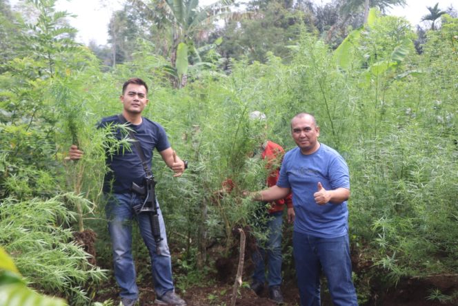 
					Polisi saat menemukan kebun ganja seluar 1,5 heaktar di Desa Kebun Jeruk, Rejang Lebong, Senin pagi 17 Juli 2023. (Foto: TB)