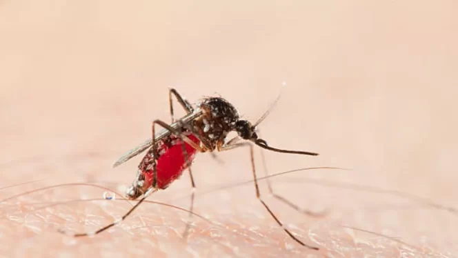 
					Ilustrasi nyamuk deman berdara dengue. (Gambar: Genpi.co)
