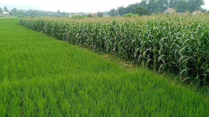
					Ilustrasi pertanian jagung dan padi. (Foto: Dok)