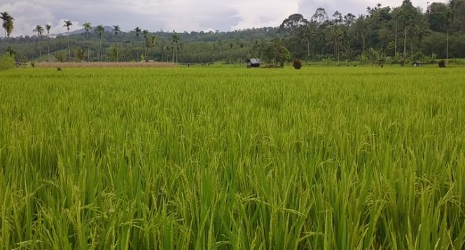 
					Area persawahan di Kecamatan Ujan Mas, Kabupaten Kepahiang. (Foto: AB)